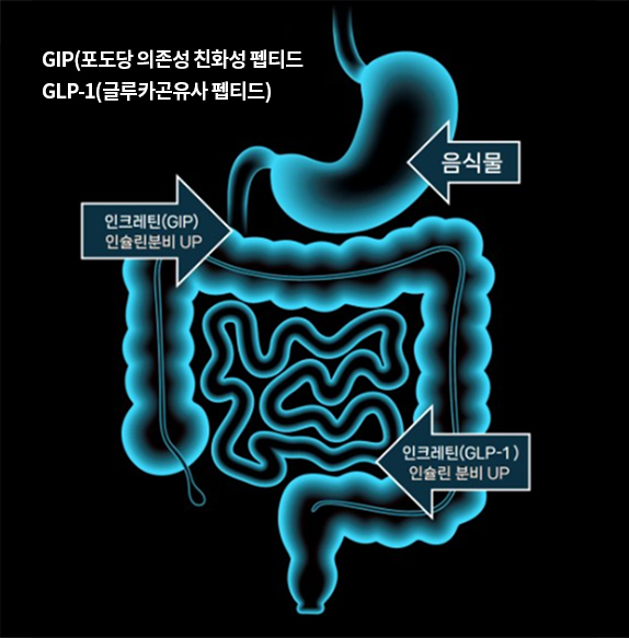 인크레틴 효과 (Incretin effect)