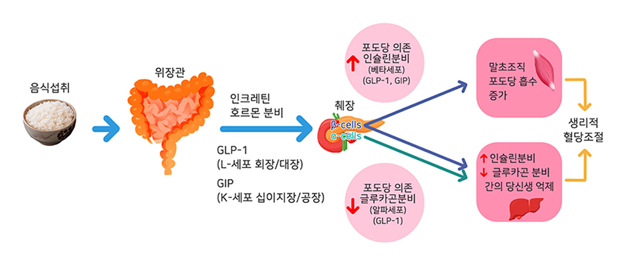 인크레틴 효과 (Incretin effect)